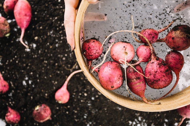 Beetroot Oven Recipes: The Ultimate Guide to Delicious Roasted Beetroot