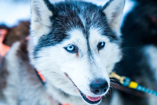 Seattle Wolf: A Culinary Guide to Cooking a Delicious Meal