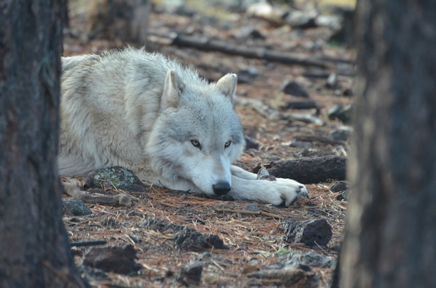 Wolf Meat Recipes: A Guide to Cooking Wild Game