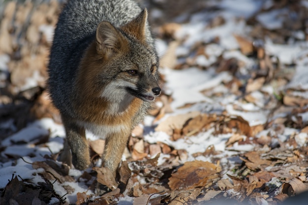 Seattle Wolf: A Culinary Guide to Cooking a Delicious Meal