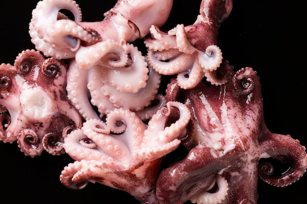 Octopus Cooking Guide: From Raw to Delicious