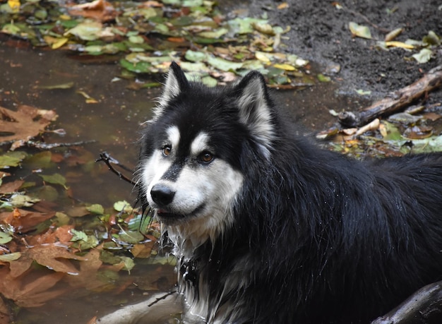 Wolf Meat Recipes: A Guide to Cooking Wild Game