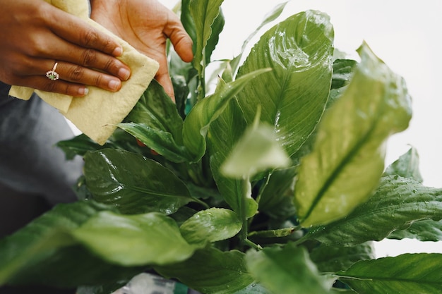 The Ultimate Guide to Cooking Delicious Collard Greens