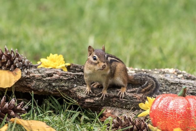 Squirrel Recipes: Delicious and Sustainable Dishes