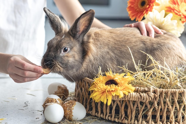 Rabbit Recipes: Delicious and Easy Ways to Cook Rabbit