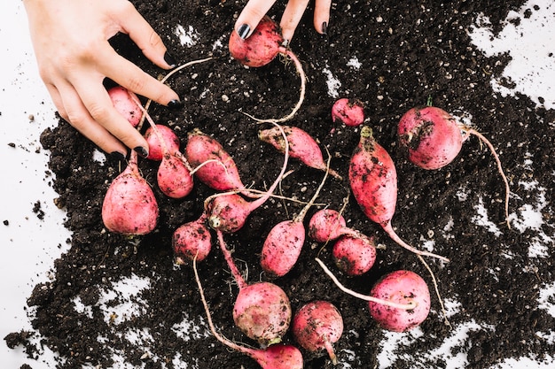 Beet Recipe Ideas: From Garden to Plate