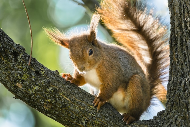 Squirrel Recipes: Delicious and Sustainable Dishes