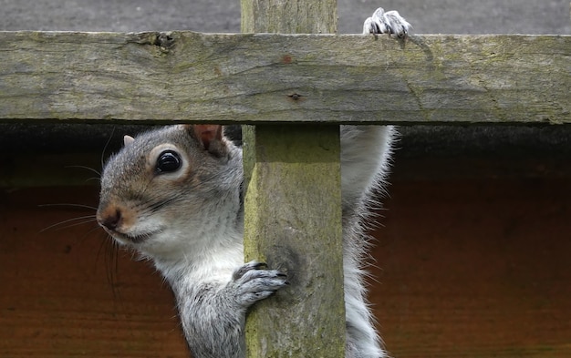 Squirrel Recipe: A Complete Guide to Cooking This Game Meat